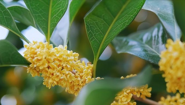 店铺门口种桂花树风水好吗-一米多聚合推